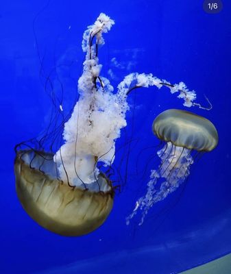 Oregon Coast Aquarium by null