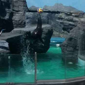 Long Island Aquarium - Don't forget to catch the show! - Aquariums Near Me - Riverhead, New York Long Island Aquarium - Don't forget to catch the show! - Aquariums Near Me - Riverhead, New York