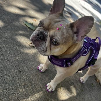 PuppyLux Mobile Spa - Pet Groomers Near Me PuppyLux Mobile Spa - Pet Groomers Near Me