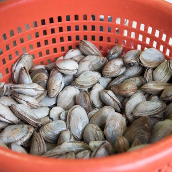 Ogunquit Lobster Pound - Steamer clams - Seafood Near Me - Ogunquit, Maine Ogunquit Lobster Pound - Steamer clams - Seafood Near Me - Ogunquit, Maine