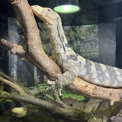 Riverside Reptiles Education Center