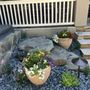 Photo of Custom Plantings