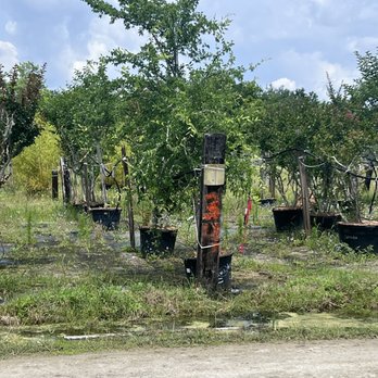 S & J Tree Farm and Nursery Inc. - Winged Elm... indigenous to this part of FL - Nurseries & Gardening Near Me - Saint Augustine, Florida S & J Tree Farm and Nursery Inc. - Winged Elm... indigenous to this part of FL - Nurseries & Gardening Near Me - Saint Augustine, Florida