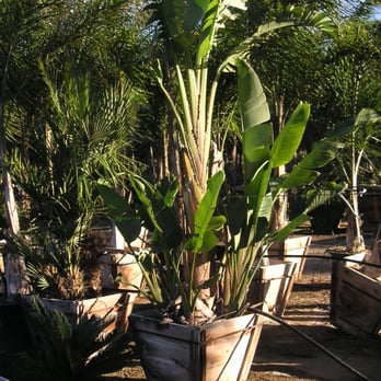 Plant Warehouse - Giant Bird Of Paradise - Nurseries & Gardening Near Me - Somis, California Plant Warehouse - Giant Bird Of Paradise - Nurseries & Gardening Near Me - Somis, California
