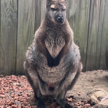 Columbian Park Zoo - Wallaby - Zoos Near Me - Lafayette, Indiana