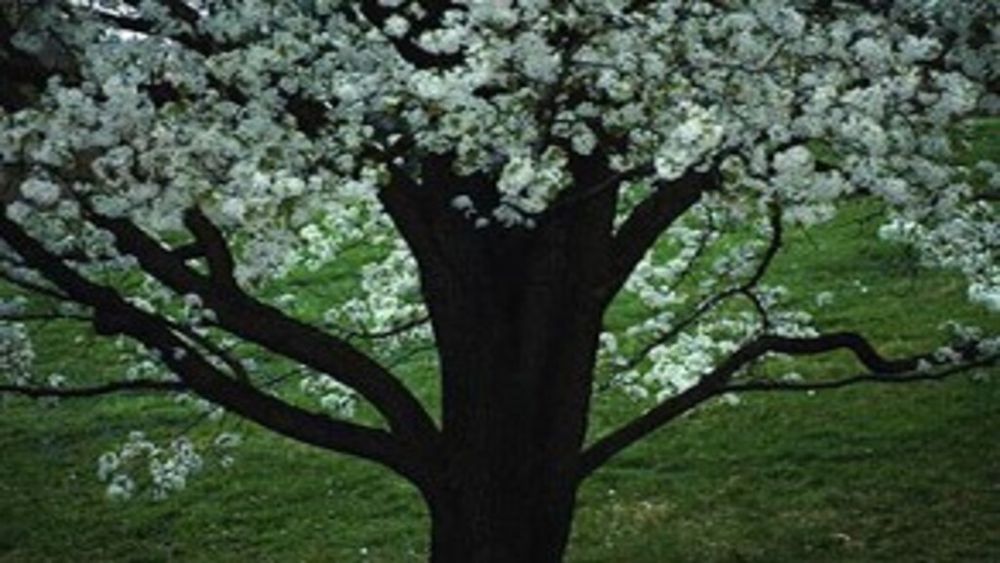 Papendieck's Tree Service - tree service in Salem, OR