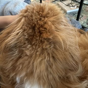 Bubbly Paws - Pet Groomers Near Me - Charlotte, North Carolina