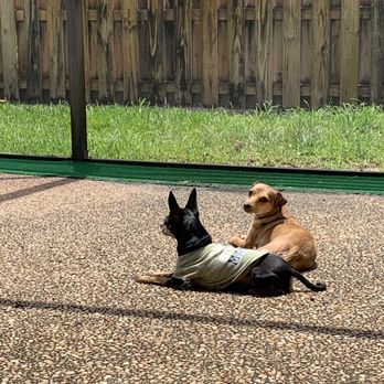 SOFLO ANIMAL RESCUE - Pet Adoption Near Me - Dania Beach, Florida SOFLO ANIMAL RESCUE - Pet Adoption Near Me - Dania Beach, Florida
