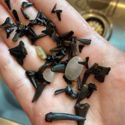 Shark Tooth Island