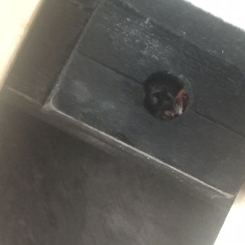 Terminix - Full blown live bug after 3 treatments - Pest Control Near Me - Largo, Maryland Terminix - Full blown live bug after 3 treatments - Pest Control Near Me - Largo, Maryland