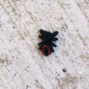 CDTech Pest Control - Jumping Spider - Pest Control Near Me CDTech Pest Control - Jumping Spider - Pest Control Near Me