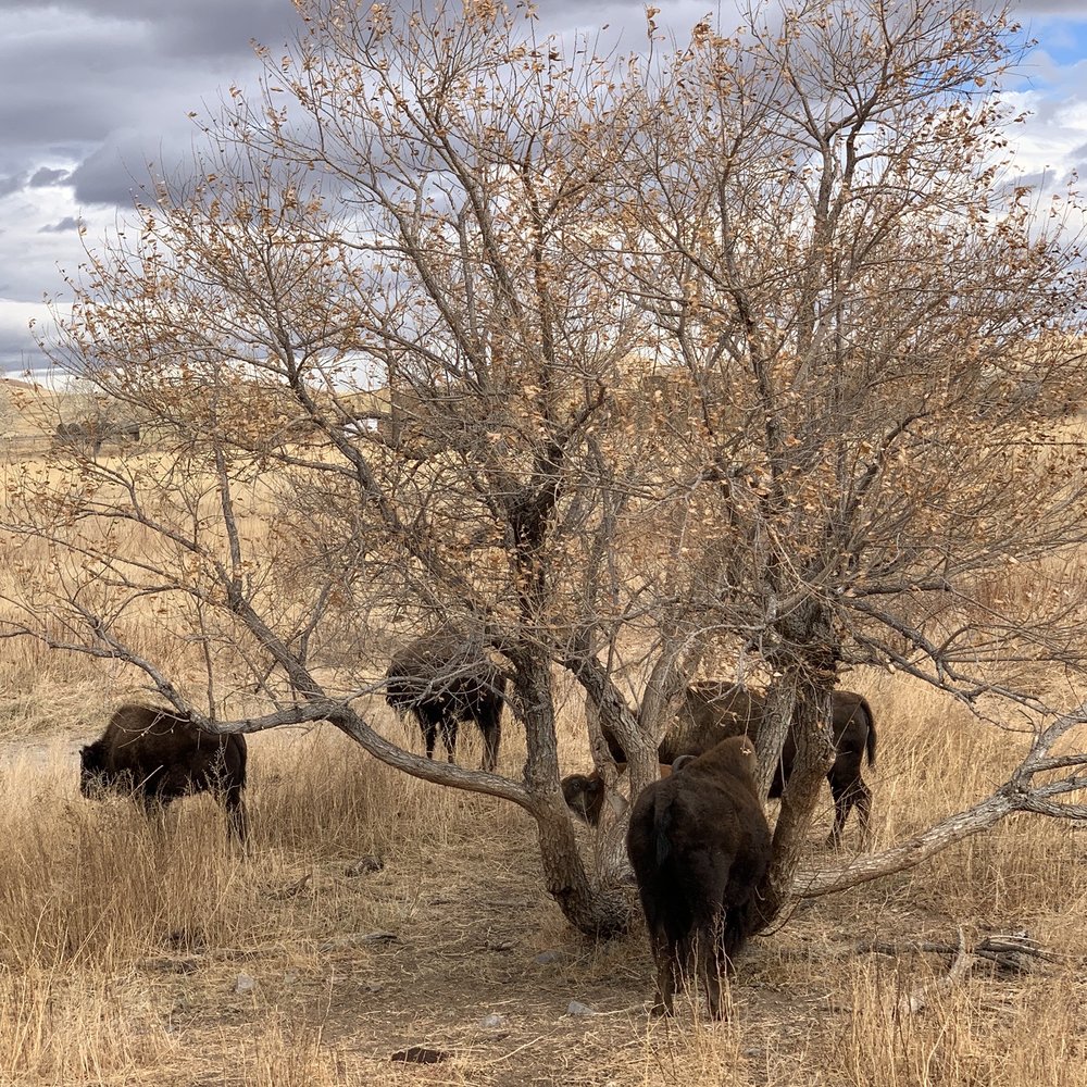 Terry Bison Ranch Resort - Bison. - Venues & Event Spaces Near Me - Cheyenne, Wyoming