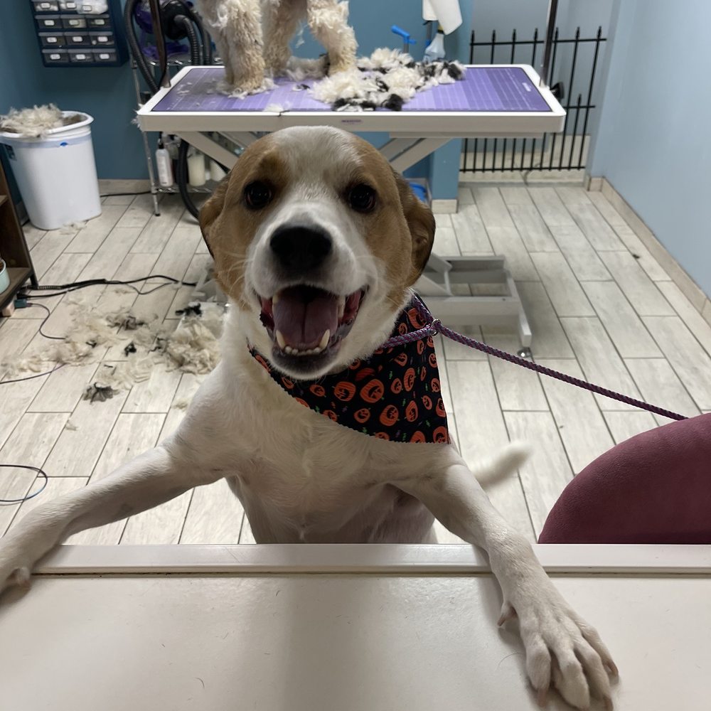 Spots Dog Grooming - Pet Groomers Near Me - Rochester, New York