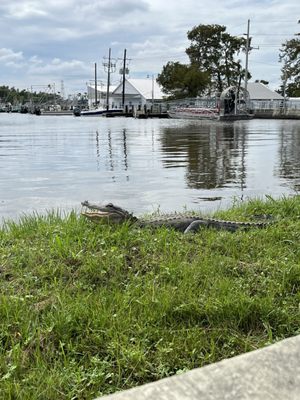 Gators and Ghosts: New Orleans Tours by null