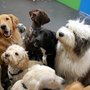 Photo of Pack of Paws
