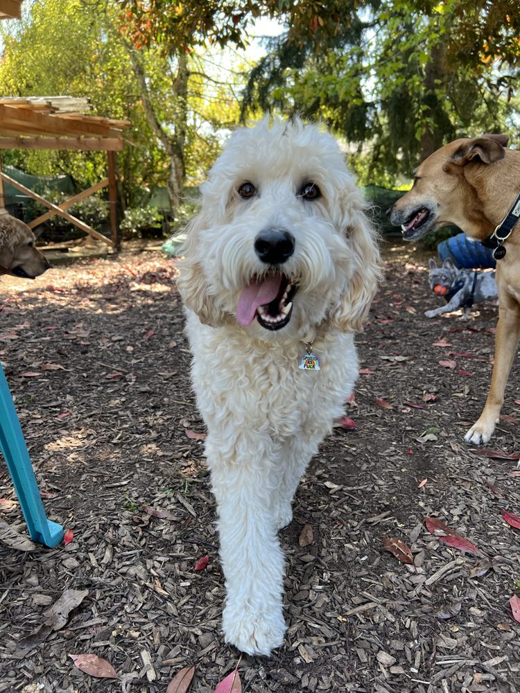 Paws Play House - pet boarding facility in Tacoma, WA