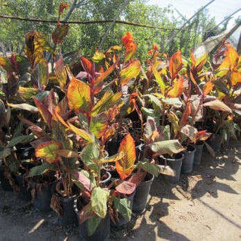 Classic Nursery - Nurseries & Gardening Near Me - Sun Valley, California