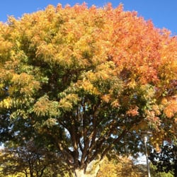 Morgan Hill City Hall - This beautiful tree I love to park under in spite of the mess it makes on my car...