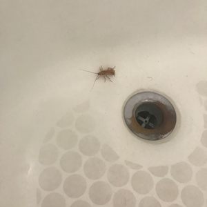 Photo of Motel 6 - Barstow, CA, United States. Cockroach in the tub.