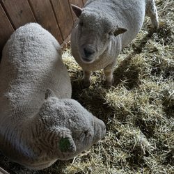 Charmingfare Farm