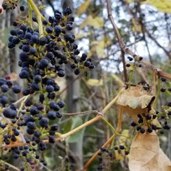Ben Overturff Trail - Wild grapes. The vines cling and grow to the top of trees.
