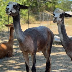 Manisses Animal Farm