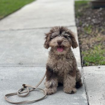 Smart Start Puppies - Pet Training Near Me Smart Start Puppies - Pet Training Near Me