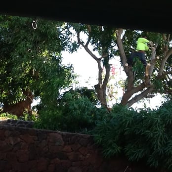 AL Best Tree Services - Day 1. - Tree Services Near Me