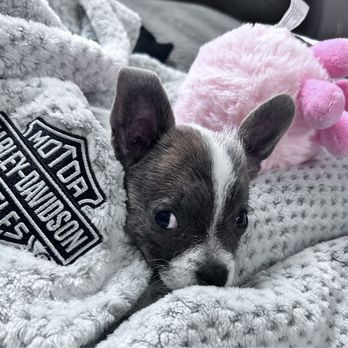 I C A R E Dog Rescue - Animal Shelters Near Me - Corona, California I C A R E Dog Rescue - Animal Shelters Near Me - Corona, California