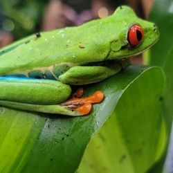 Be Well with Ease Studio - Costa Rica Retreat -  Jungle Experience