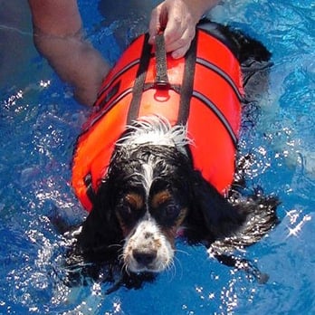 All Dog Yard Cleanup - Pet Services Near Me All Dog Yard Cleanup - Pet Services Near Me