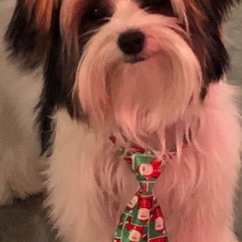 Michelle's Pet Grooming - Looking Dapper for the holidays thanks to His groomer - Pet Groomers Near Me - Fort Lauderdale, Florida Michelle's Pet Grooming - Looking Dapper for the holidays thanks to His groomer - Pet Groomers Near Me - Fort Lauderdale, Florida
