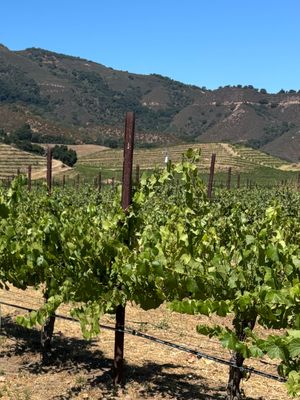 Eden Rift Vineyards by null