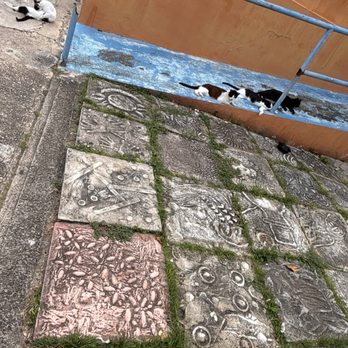 Save a Gato - Animal Shelters Near Me - San Juan, Puerto Rico Save a Gato - Animal Shelters Near Me - San Juan, Puerto Rico