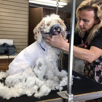 Hairy D'Tails - Muzzle just in case but she said he was the sweetest and so relieved so he really being need it ever again now that she knows he trusts her. - Pet Groomers Near Me - DeKalb, Illinois