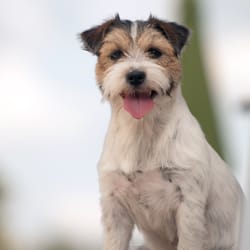 Candid Canine Photography