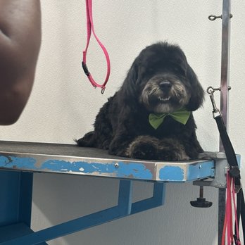 Havanese Angels - Pet Services Near Me - Miami, Florida