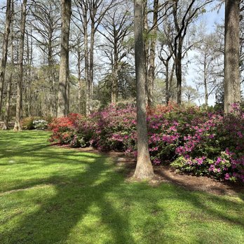 Edisto Memorial Gardens - Azalea beds at Edisto Gardens - Parks Near Me - Orangeburg, South Carolina Edisto Memorial Gardens - Azalea beds at Edisto Gardens - Parks Near Me - Orangeburg, South Carolina