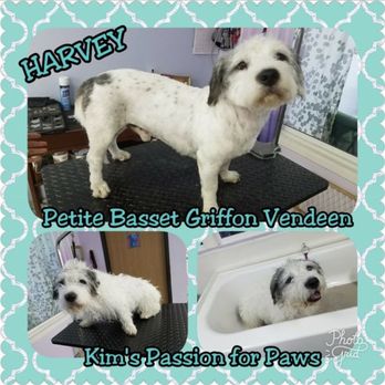 Kim's Passion For Paws - The day we adopted him, he was so matted and his fur was tangled in dread like strands but they made him look like a totally different dog!! - Pet Groomers Near Me - Las Vegas, Nevada