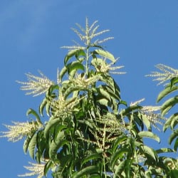 Batemen's Sourwood Honey - The Sourwood tree and flower, known in these parts as "The Lily of The Valley."
