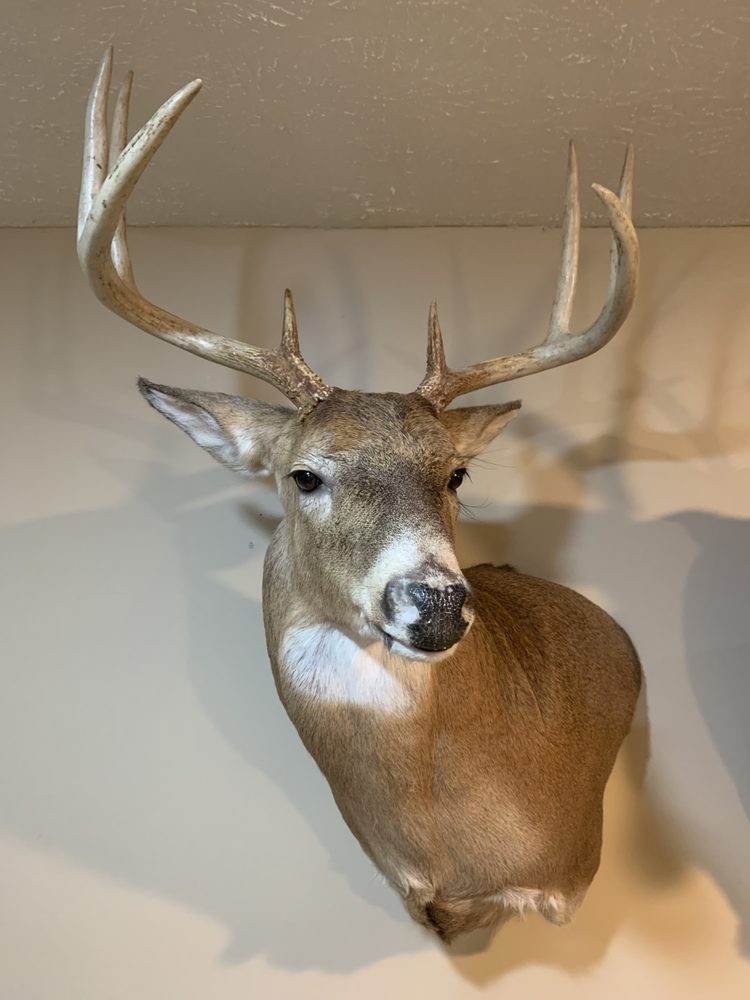 Gertz Taxidermy - taxidermy in Loveland, OH