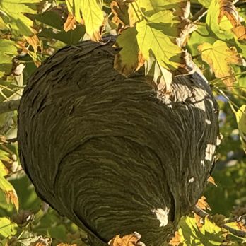 4 Seasons Pest Management - Nest that was removed. - Pest Control Near Me