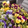 Botanica Garden Center gift card