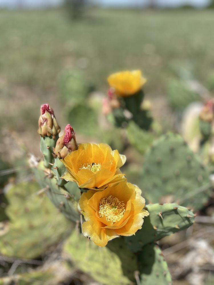 Lake Arrowhead State Park