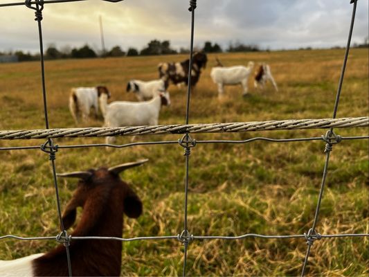 Rockin’ Star Ranch by null