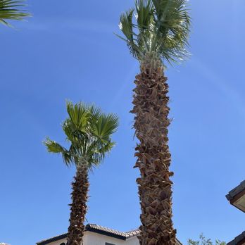 All In One Landscape - Palm trees looking spiffy after Jose's trim! - Lawn Services Near Me