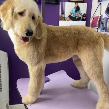 Jazzy Pawz  - My 52lb goldendoodle - Pet Groomers Near Me - Atlanta, Georgia