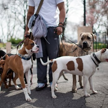 Dream Come True K9 - Pet Training Near Me - New York, New York Dream Come True K9 - Pet Training Near Me - New York, New York
