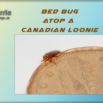 Barrie Bed Bugs - Pest Control Near Me - Barrie, Ontario Barrie Bed Bugs - Pest Control Near Me - Barrie, Ontario