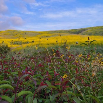 Shady Canyon Trail - Wild Flowers in the month of April 2021 - Hiking Near Me - Irvine, California Shady Canyon Trail - Wild Flowers in the month of April 2021 - Hiking Near Me - Irvine, California
